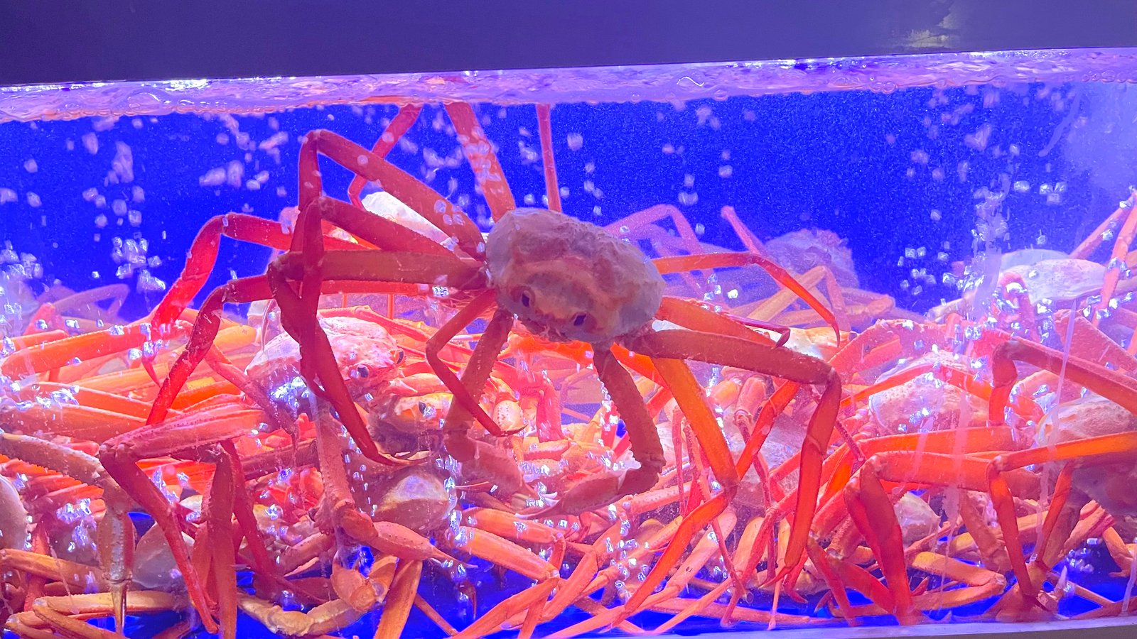 Red snow crab