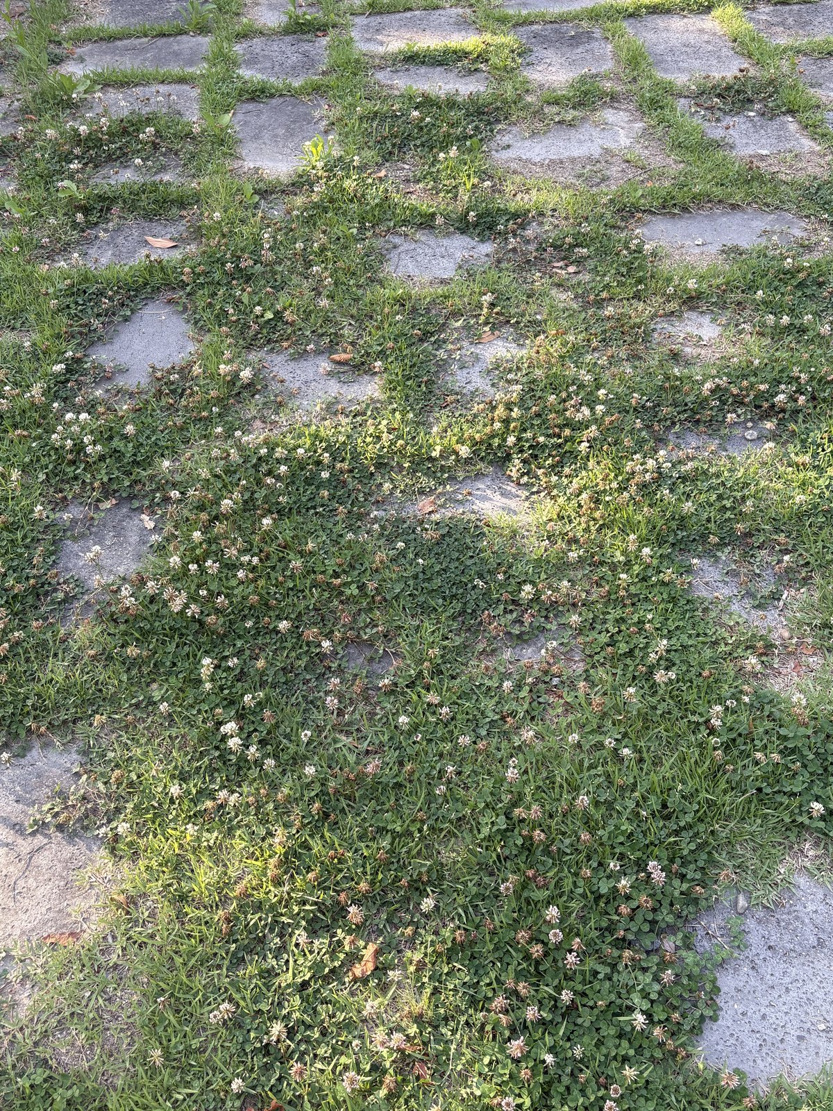 한밭수목원 (Hanbat Arboretum), photo 2